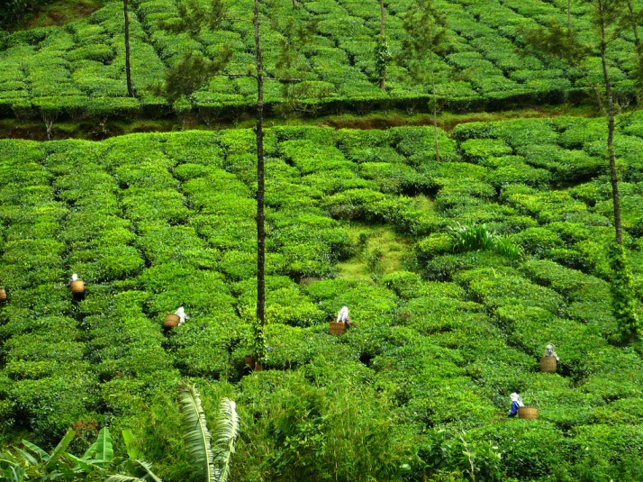 Tea plantations in Coorg